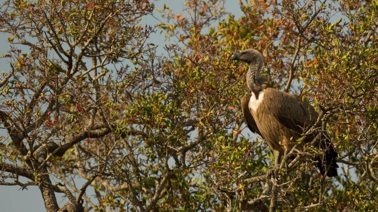 Hotel Kwalucia Private Safari Retreat Saint Lucia Estuary Zewnętrze zdjęcie