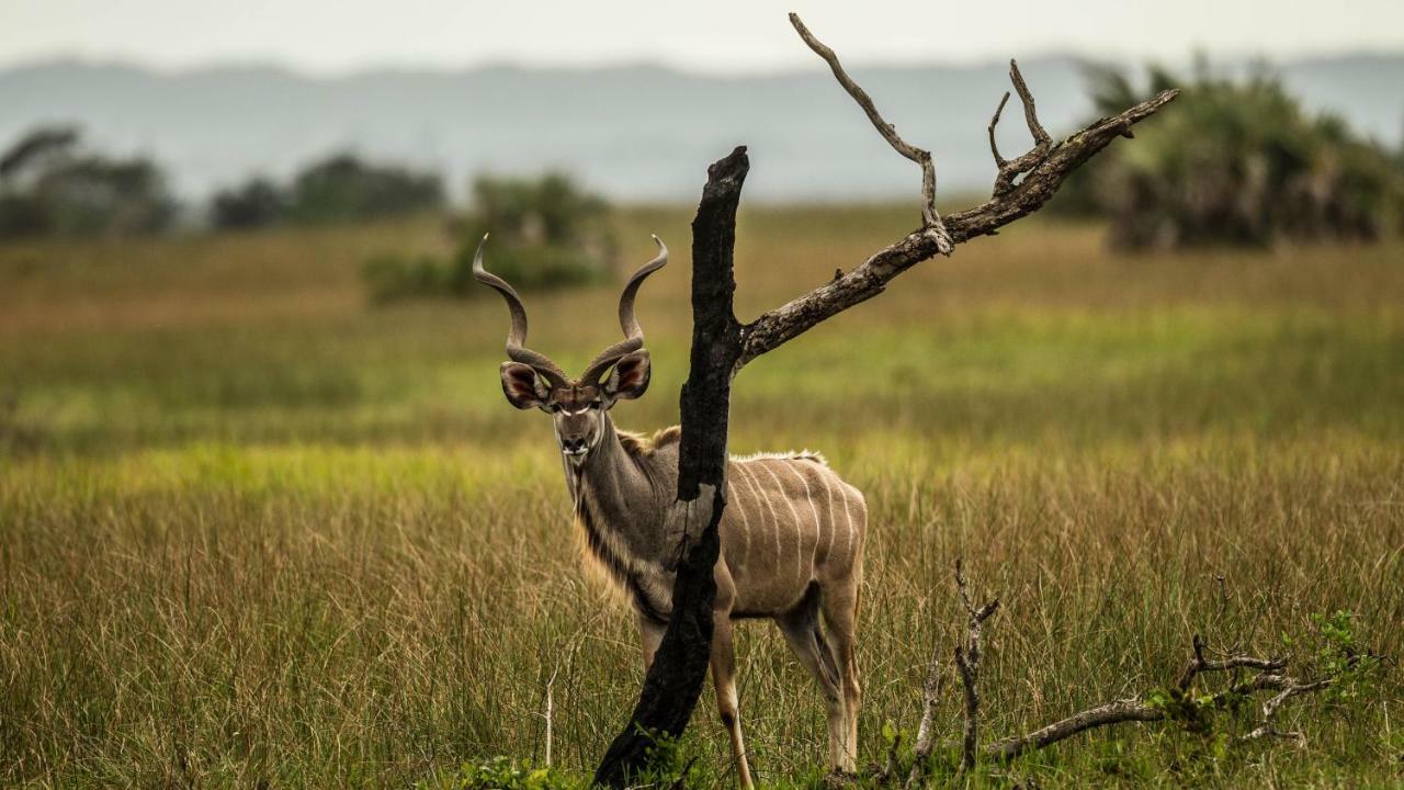 Hotel Kwalucia Private Safari Retreat Saint Lucia Estuary Zewnętrze zdjęcie